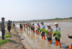 Applying Technology Learned from Training to the Paddy Rice Field